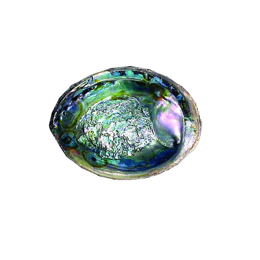 5"- 6"  Abalone Shells Bowl For Smudging